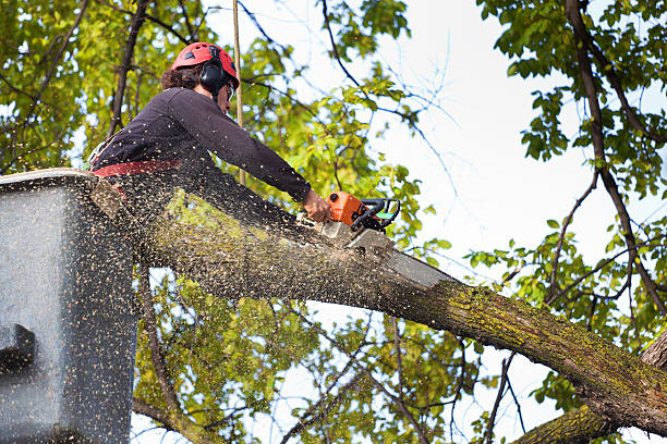 Trusted Raleigh, NC Tree Removal Services Experts