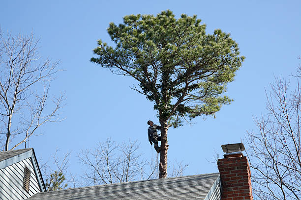 How Our Tree Care Process Works  in  Raleigh, NC